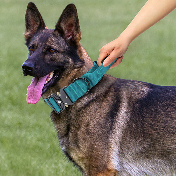 Eco-Friendly Dog Collars That Don’t Compromise Style
