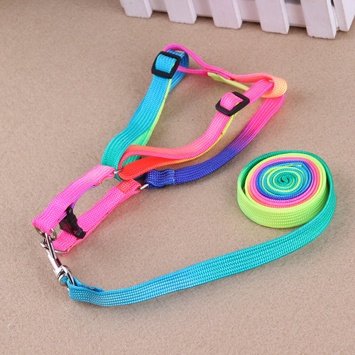 Vibrant Dog Leashes to Make Walks Fun
