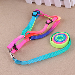 Vibrant Dog Leashes to Make Walks Fun