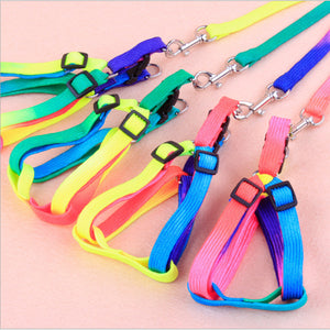 Vibrant Dog Leashes to Make Walks Fun