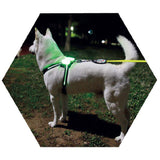 USB LED Dog Collar – Rechargeable Luminous Pet Collar