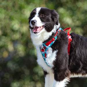 Durable Dog Leash and Vest Combo for Safe Walks