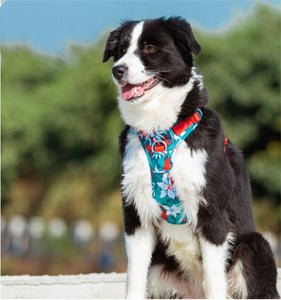 Durable Dog Leash and Vest Combo for Safe Walks