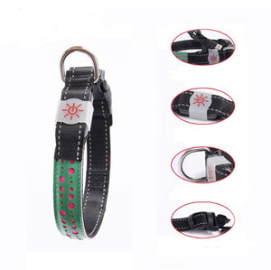 BrightTail LED Collar – Be Seen, Stay Safe