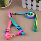 Vibrant Dog Leashes to Make Walks Fun