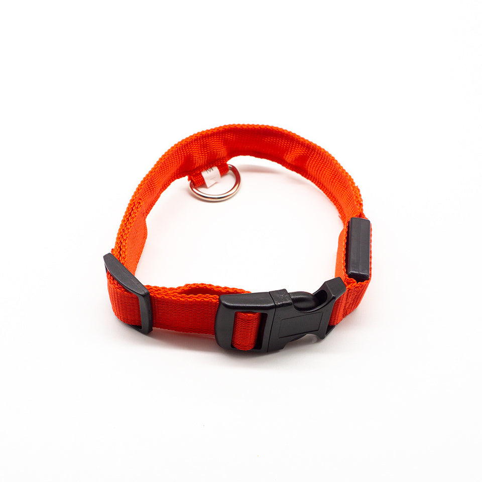 LED Dog Collar – Recharge, Shine, Repeat