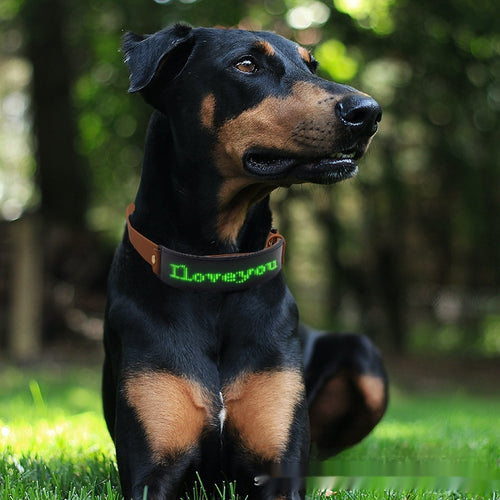 LED Display Dog Harness – Stylish Nighttime Visibility