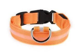 LED Dog Collar – Recharge, Shine, Repeat
