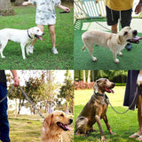 Heavy-Duty Chew-Proof Dog Leash with Padded Handle