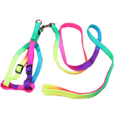 Vibrant Dog Leashes to Make Walks Fun
