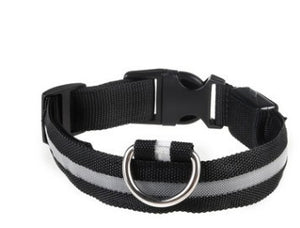 LED Dog Collar – Recharge, Shine, Repeat