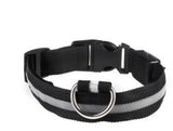 LED Dog Collar – Recharge, Shine, Repeat