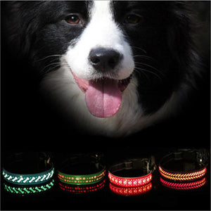 BrightTail LED Collar – Be Seen, Stay Safe