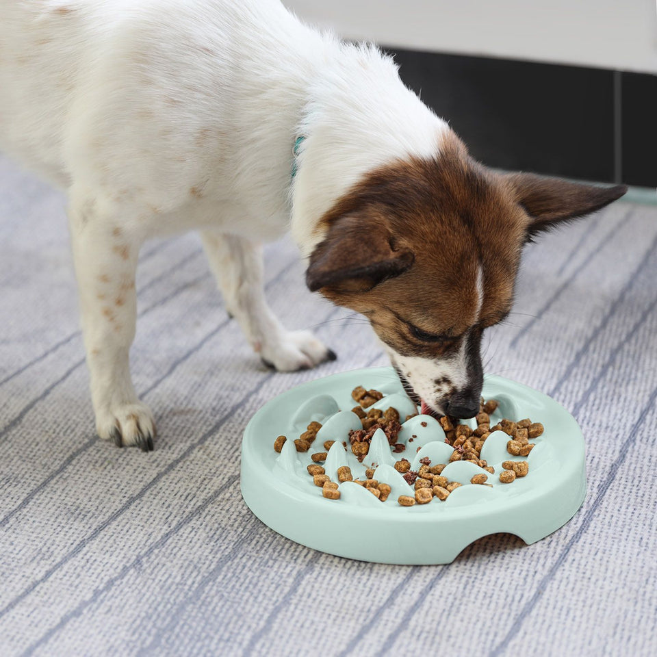 Dogs & Cats Slow Eating Bowl – Easy Feed