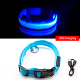 LED Dog Collar – Recharge, Shine, Repeat