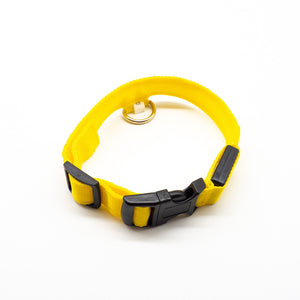 LED Dog Collar – Recharge, Shine, Repeat